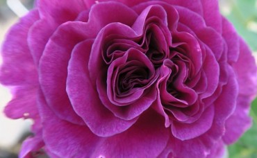 Trandafir floribund Minerva Rna